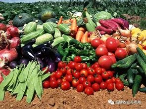 農(nóng)產(chǎn)品賣不動(dòng)？直供直銷新鏈路模式破解蔬菜滯銷難題