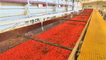 高臺 脫水蔬菜走俏國際市場 內陸水產養(yǎng)殖產銷兩旺