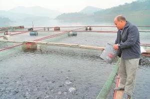 內陸水產養殖攻略 9大方法有效降低飼料成本，提升銷售利潤