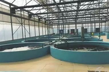 “益生菌+循環水”模式 攻克內陸南美白對蝦養殖難題，實現每平方米5公斤高產