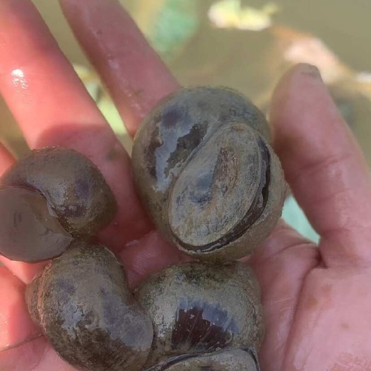 2016年阿爾及利亞內陸水產養殖技術培訓班開班，助力水產養殖與銷售融合發展