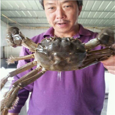 內陸水產養殖新篇章 徐州市蝦兵蟹將養殖技術服務與市場開拓