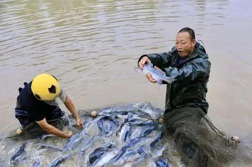 內陸水產養殖 警惕這10個防病誤區，守護您的養殖收益
