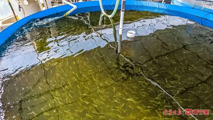 南陽鎮 特色養殖有“錢”景，內陸水產養殖拓寬致富路