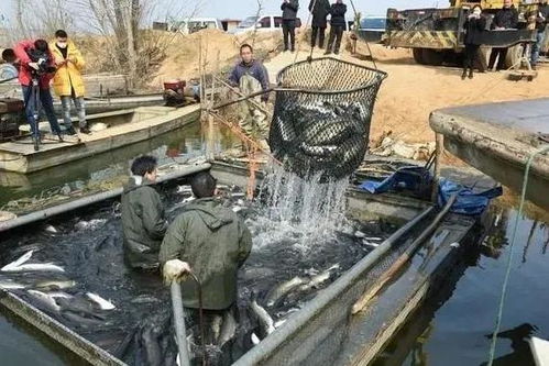 水產養殖必備技能 如何計算最合適的餌料系數？內陸養殖戶銷售增效指南