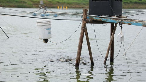 IT男跨界水產養殖 憑一己之力打造標準化可復制模式，與通威不謀而合